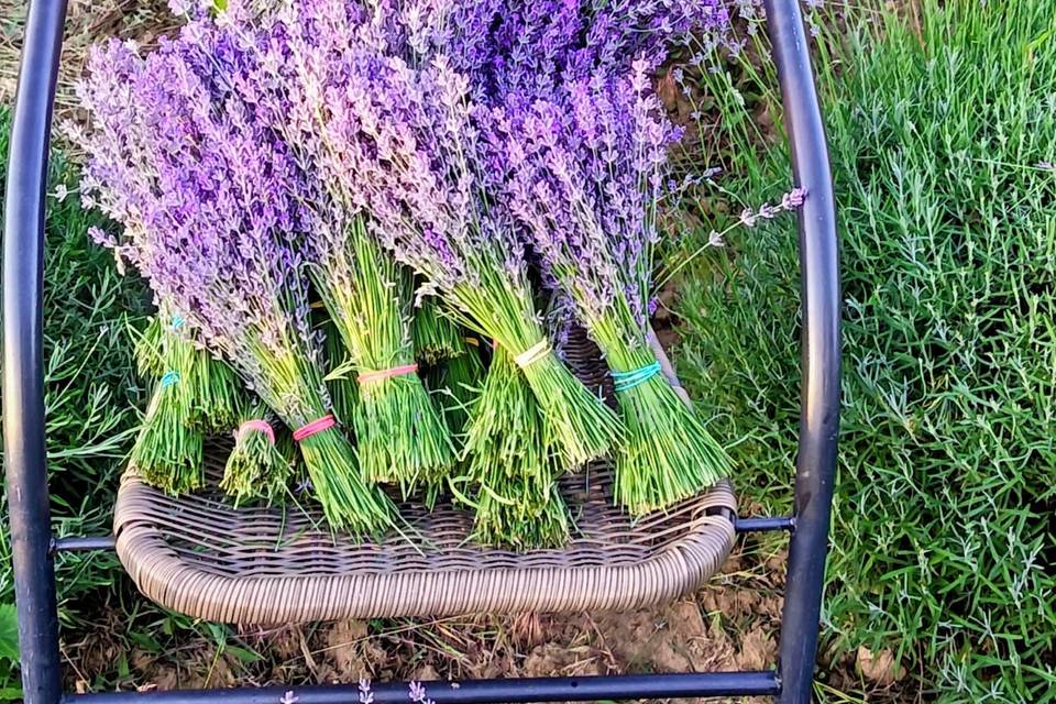 Bouquets de lavanda