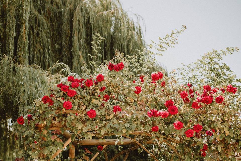 Jardin