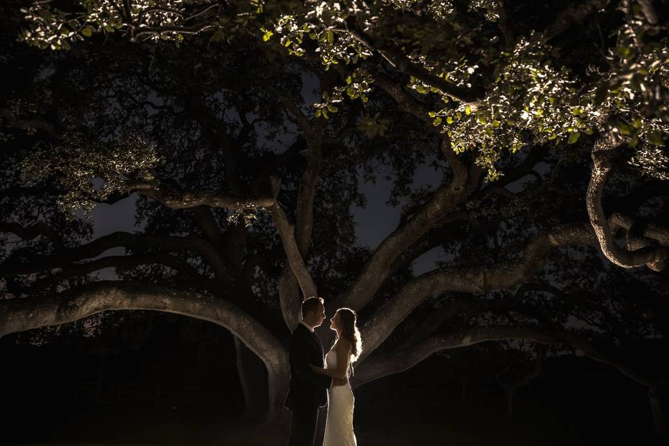 Amor bajo el árbol