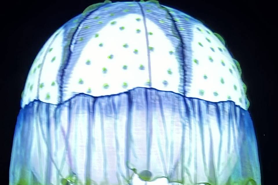 Medusas flotantes