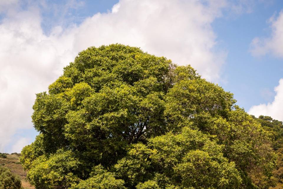 Grande albero