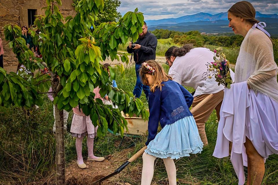 Plantando un cerezo