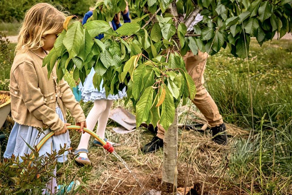 Plantando un cerezo