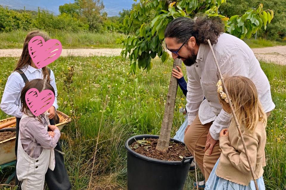 Plantando un cerezo