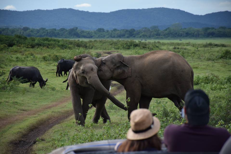 Sri Lanka