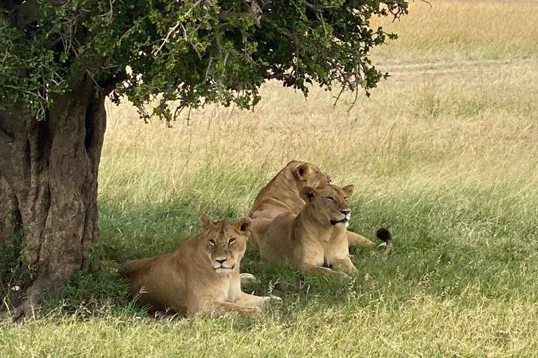 S y a, safari en kenia