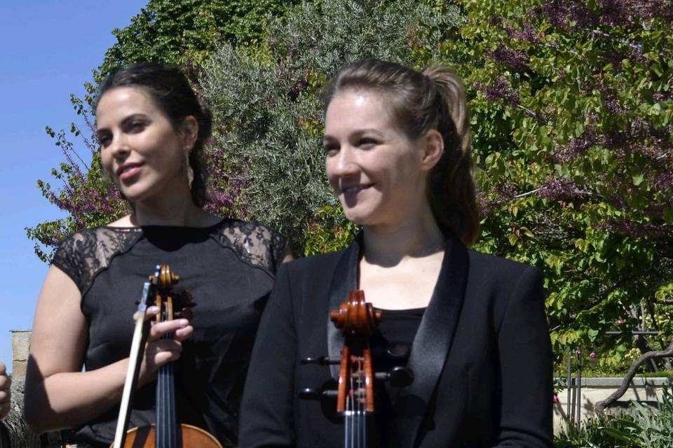 Viola chelo