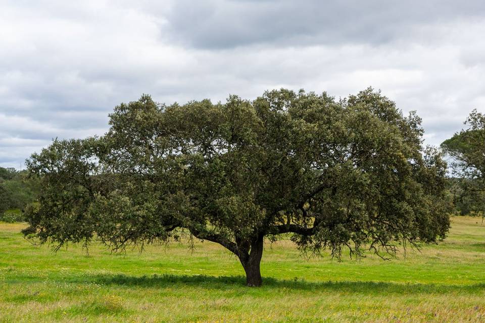 Finca Contrabando