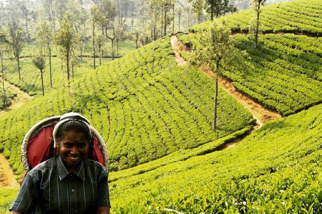 Nuwara Eliya