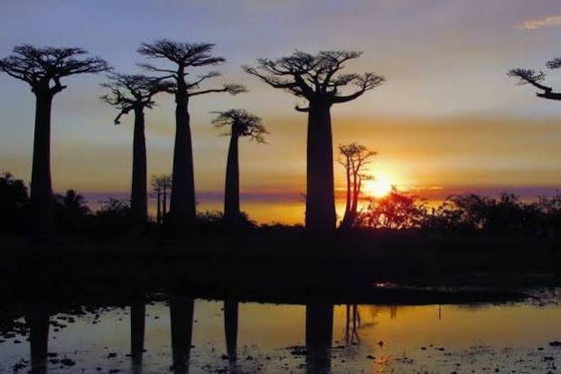 Baobads Madagascar