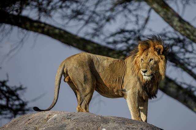 Destiny Winners - Safari and Tour