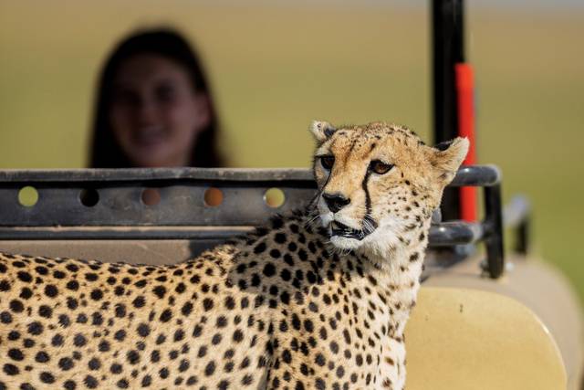 Cheetah.