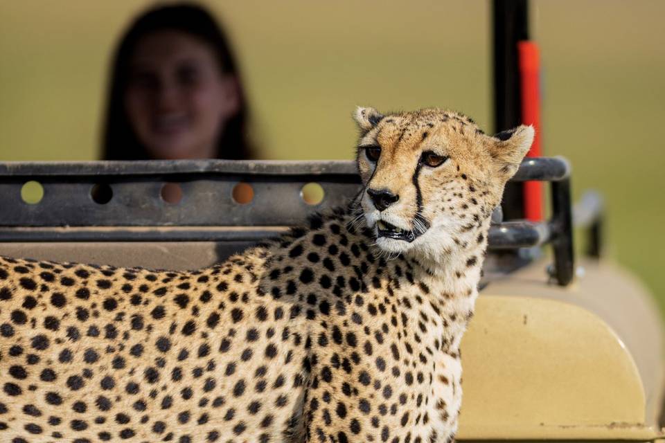 Cheetah.