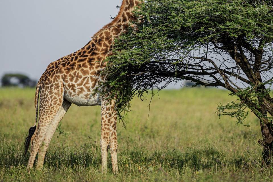 Jirafa