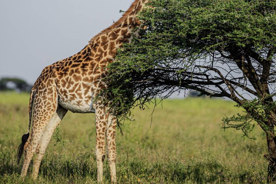 Jirafa.