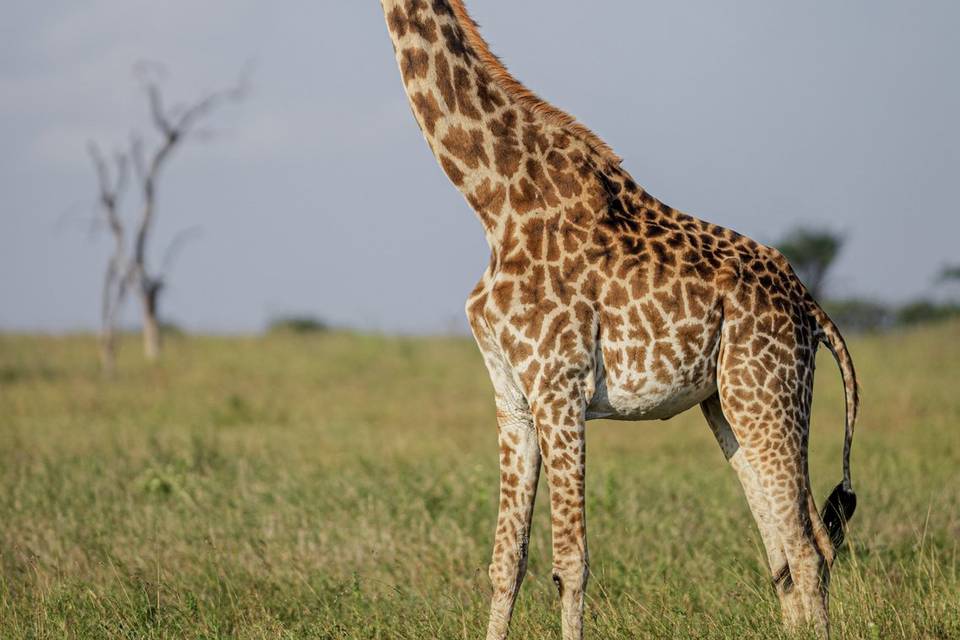 Jirafa