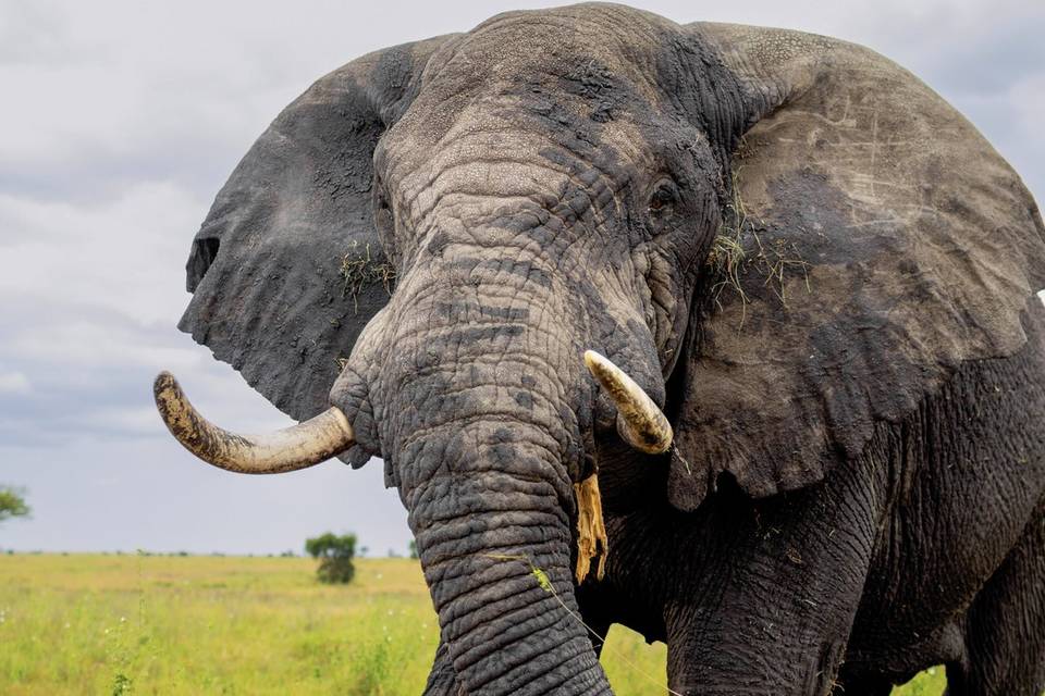Elefante