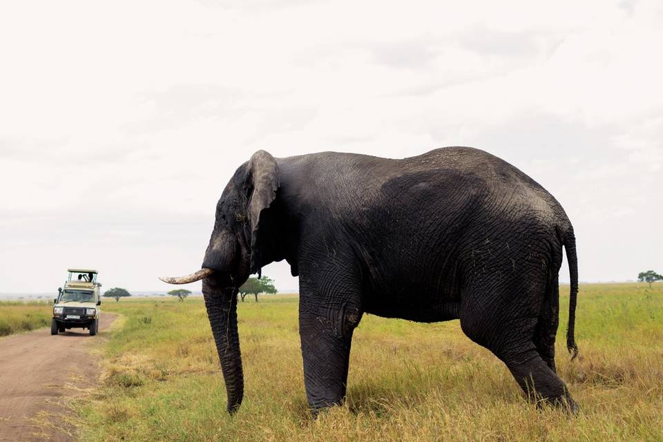Elefante
