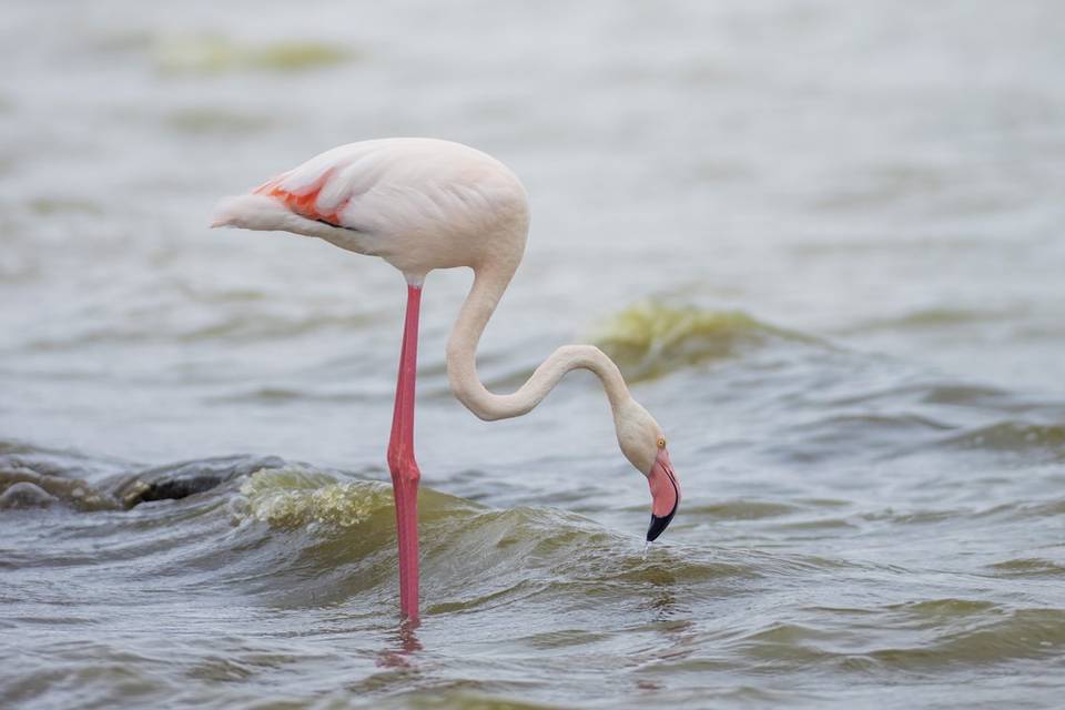 Flamencos,