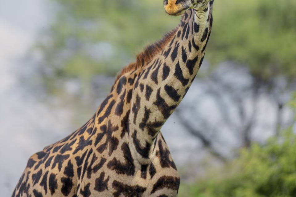 Jirafa