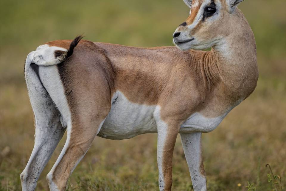 Antilope.