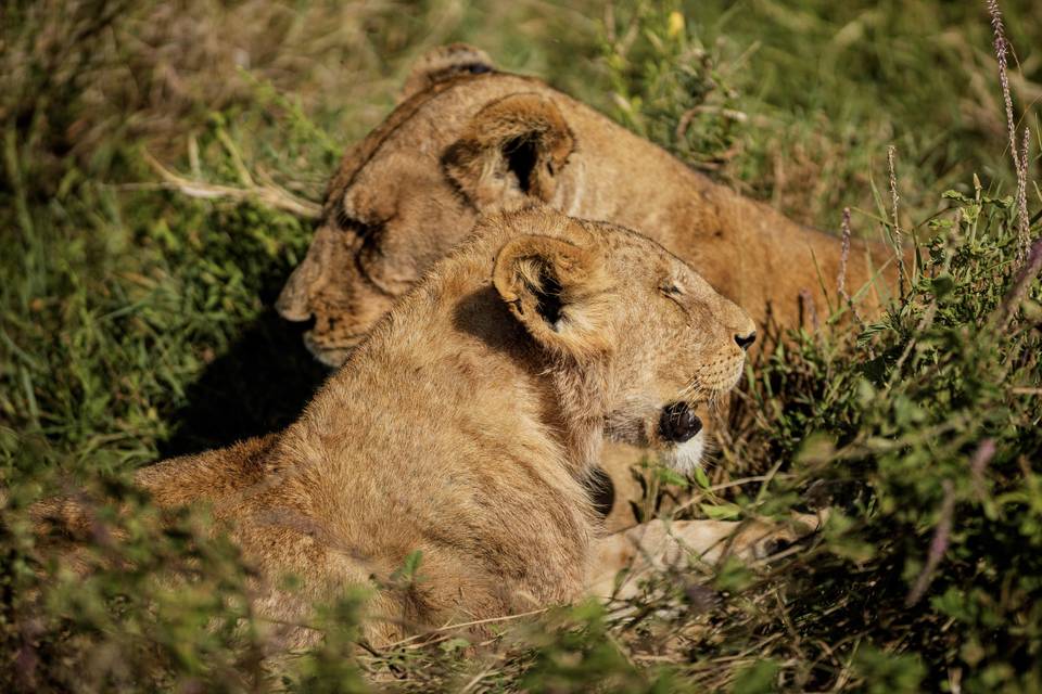 Leones