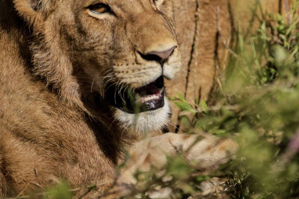 Leones