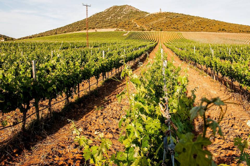 Viñedo