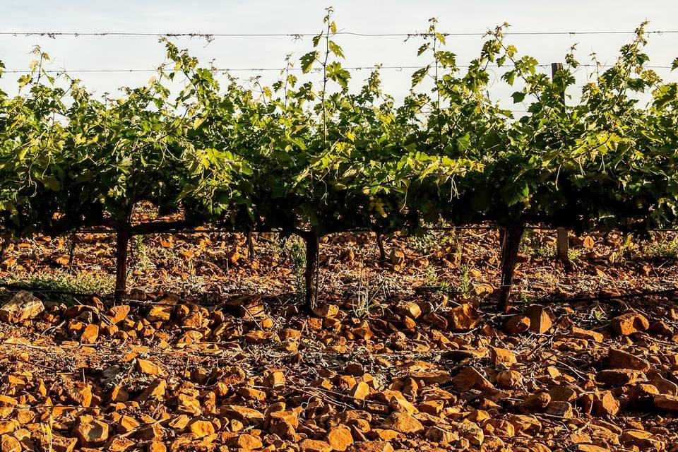 Viñedo