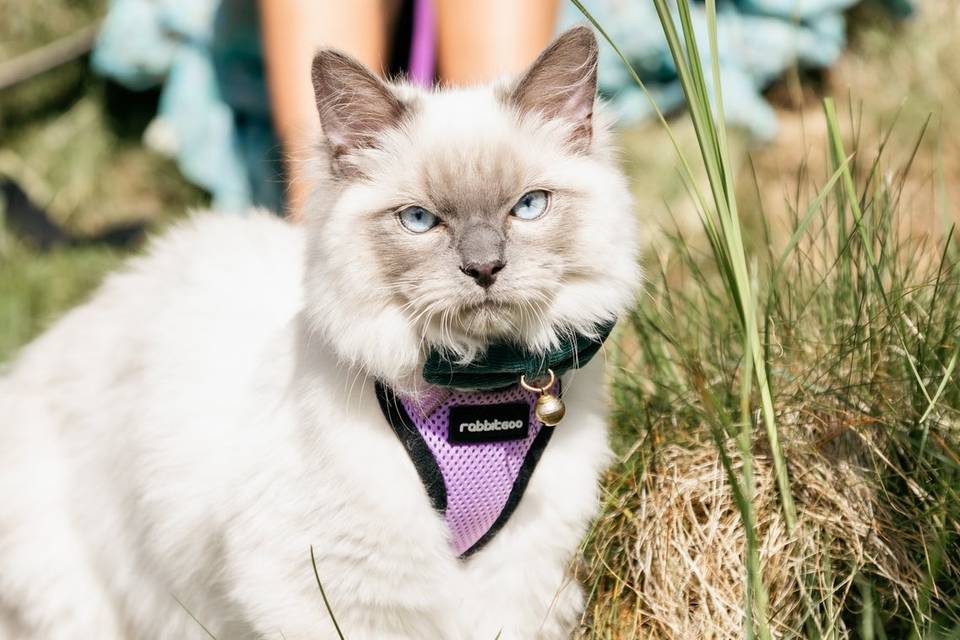 Gatto