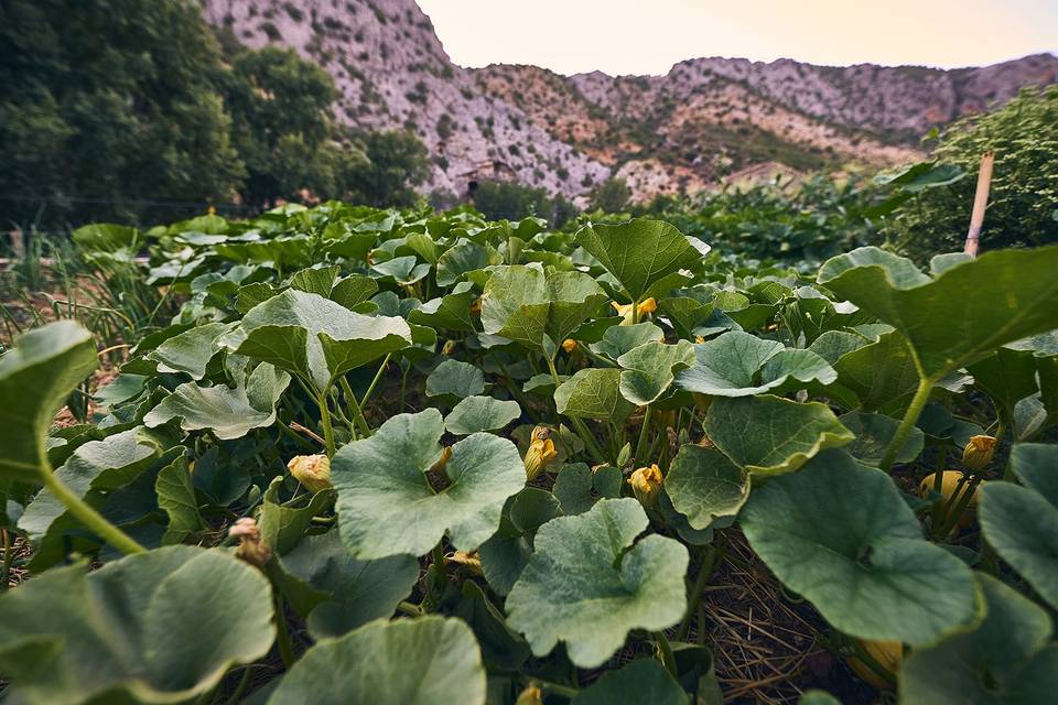 Huerto ecológico