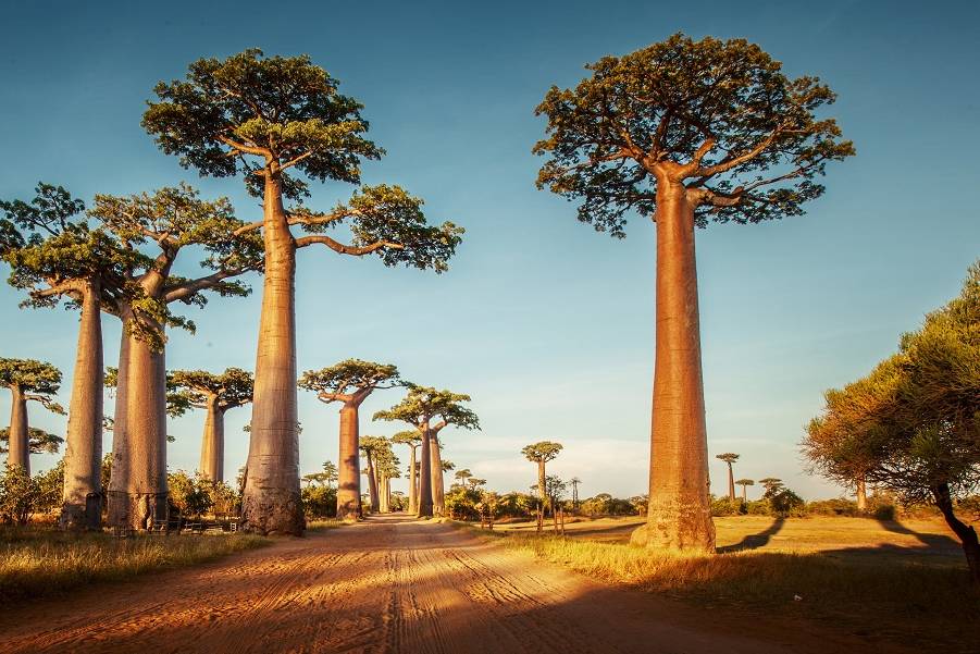 Madagascar