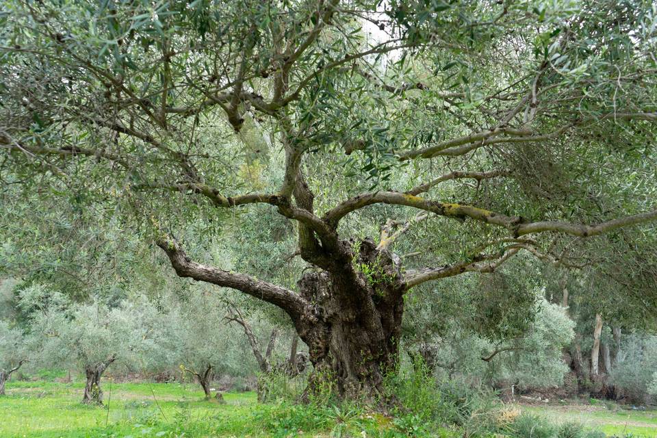 Olivos Centenarios