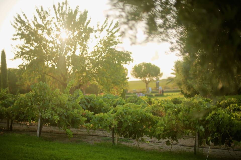 Bodegas y Viñedos Casa del Valle By Oleanto