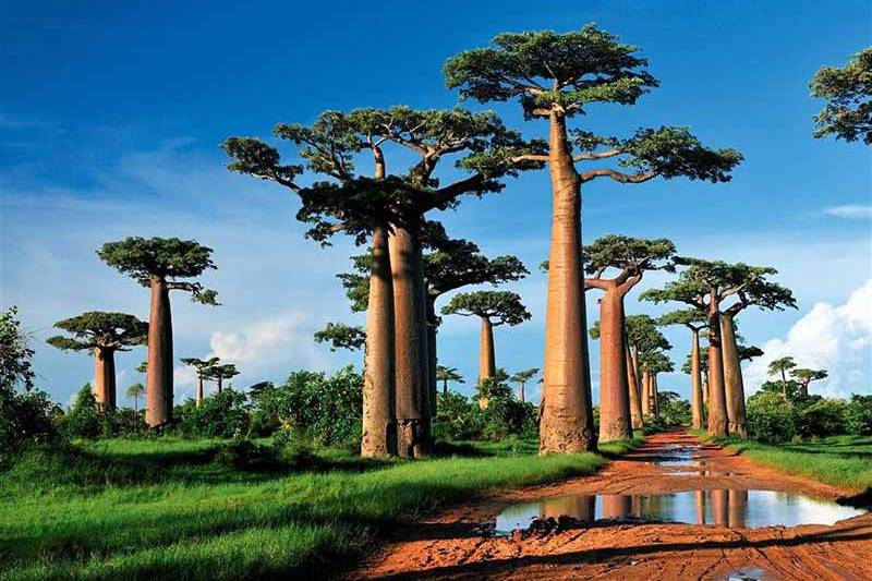 Madagascar